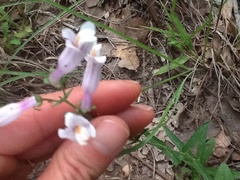 Penstemon laxiflorus
