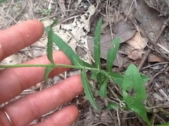 Penstemon laxiflorus