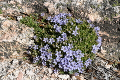 Campanula shetleri
