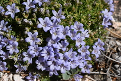 Campanula shetleri