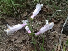 Penstemon laxiflorus