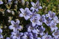 Campanula shetleri