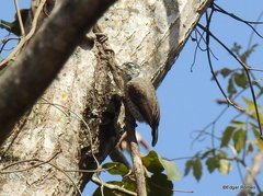 Picumnus dorbignyanus