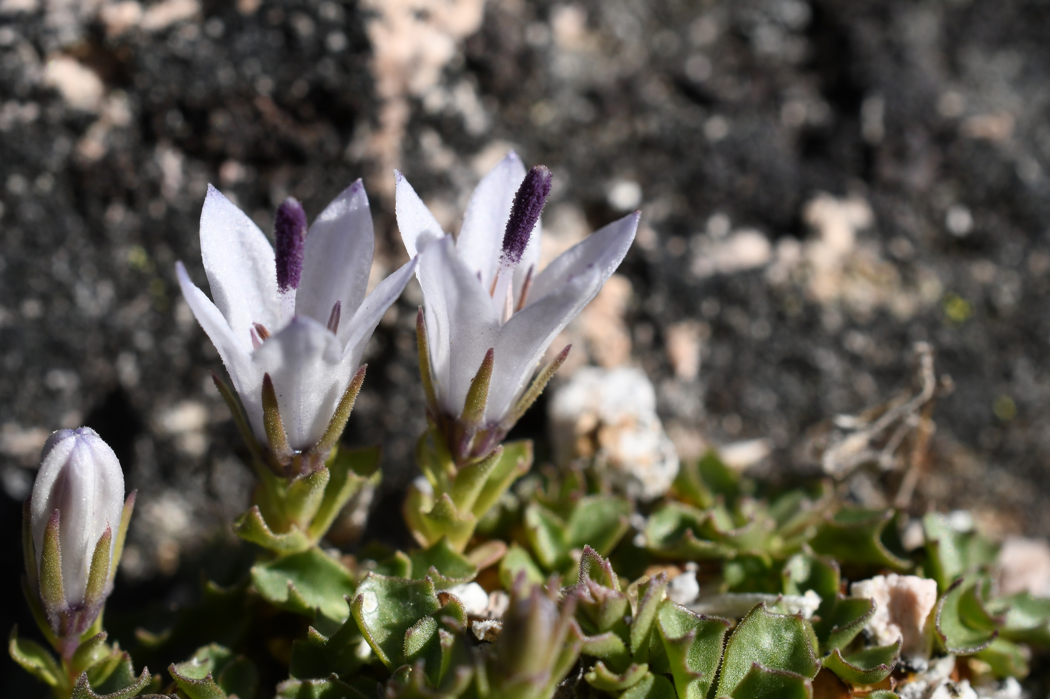 Campanula shetleri
