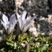 Castle Crags Harebell - Photo (c) Curren Frasch, some rights reserved (CC BY-NC), uploaded by Curren Frasch