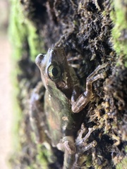 Hyla japonica