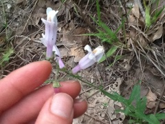 Penstemon laxiflorus