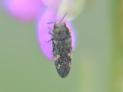 Acmaeodera setosa