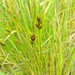 Crawford's Sedge - Photo (c) Samuel Brinker, some rights reserved (CC BY-NC), uploaded by Samuel Brinker