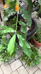 Magnoliopsida