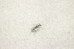 Cicindela latesignata