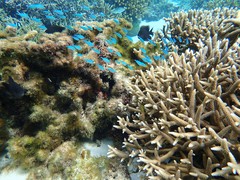 Chromis atripectoralis