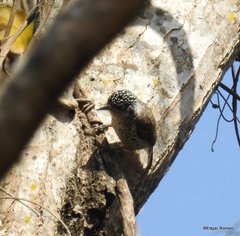 Picumnus dorbignyanus