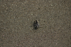 Cicindela latesignata