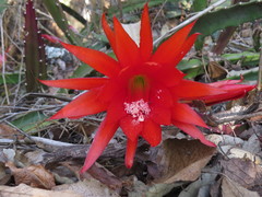 Disocactus