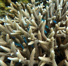 Chromis atripectoralis