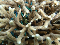 Chromis atripectoralis