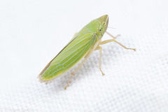 Draeculacephala crassicornis