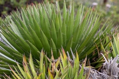 Agave filifera