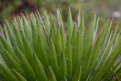 Agave filifera