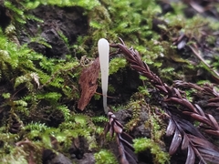 Clavaria falcata
