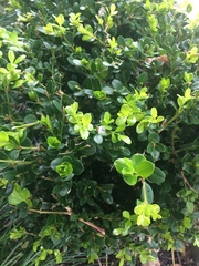 Buxus