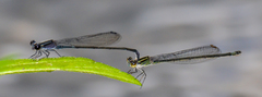Enallagma cardenium