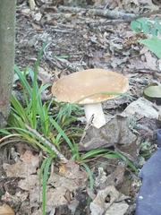 Boletus separans