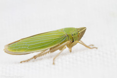 Draeculacephala crassicornis