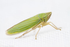 Draeculacephala crassicornis