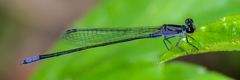 Enallagma cardenium