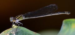Enallagma cardenium