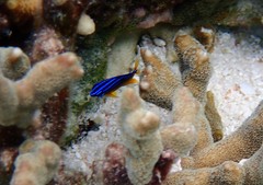 Pomacentrus grammorhynchus