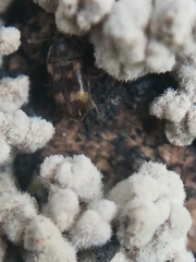 Litargus balteatus
