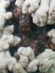 Litargus balteatus
