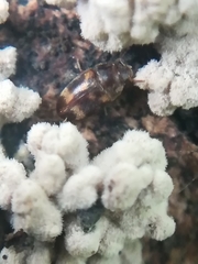 Litargus balteatus