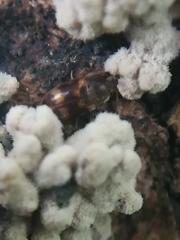 Litargus balteatus
