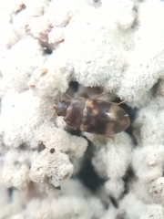 Litargus balteatus