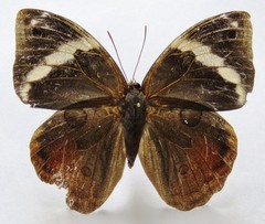 Opsiphanes tamarindi tamarindi