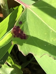 Norvellina chenopodii