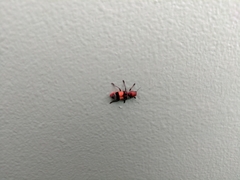 Enoclerus ichneumoneus