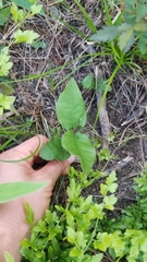 Bignonia