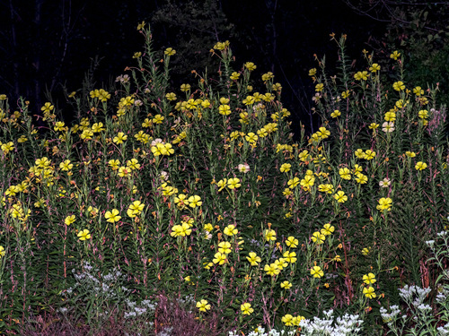 Image of Oenothera jamesii by (c) Michelle W. （鍾偉瑋）, some rights reserved (CC BY)