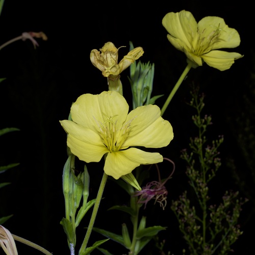 Oenothera jamesii, photograph 5