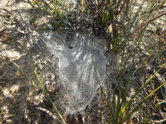 Corasoides australis