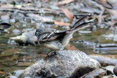 Rhipidura albiscapa alisteri