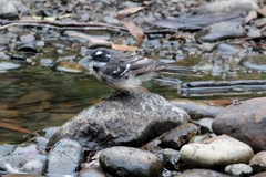 Rhipidura albiscapa alisteri