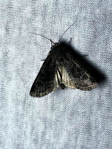 Glassy Cutworm Moth photo 4