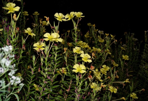 Image of Oenothera jamesii by (c) Michelle W. （鍾偉瑋）, some rights reserved (CC BY)