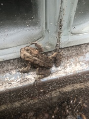Anaxyrus americanus